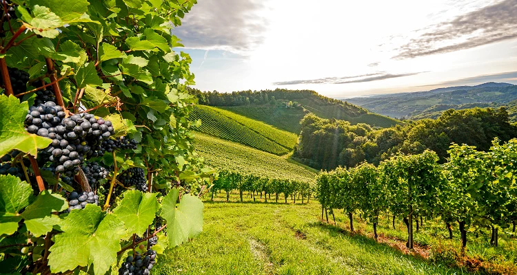 Weinregionen in Österreich: Eine Reise durch die österreichischen Weinberge